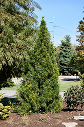Joe Kozey Umbrella Pine (Sciadopitys verticillata 'Joe Kozey') at Valley View Farms