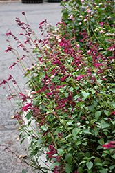 Wendy's Wish Sage (Salvia 'Wendy's Wish') at Valley View Farms