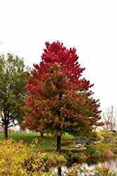 Red Sunset Red Maple (Acer rubrum 'Franksred') at Valley View Farms