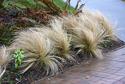 Mexican Feather Grass (Nassella tenuissima) at Valley View Farms