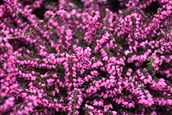 Kramer's Rote Heath (Erica carnea 'Kramer's Red') at Valley View Farms