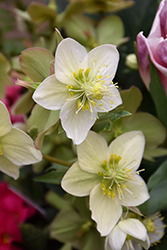 Gold Collection Shooting Star Hellebore (Helleborus 'Shooting Star') at Valley View Farms