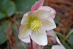 Pink Beauty Hellebore (Helleborus 'Pink Beauty') at Valley View Farms