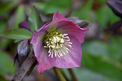 Red Lady Hellebore (Helleborus 'Red Lady') at Valley View Farms