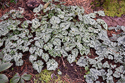 Persian Violet (Cyclamen hederifolium) at Valley View Farms