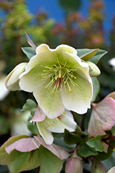 Molly's White Hellebore (Helleborus 'Molly's White') at Valley View Farms