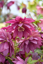 Winter Jewels Red Sapphire Hellebore (Helleborus 'Red Sapphire') at Valley View Farms