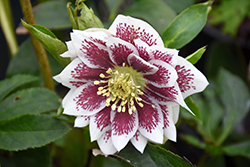 Painted Doubles Hellebore (Helleborus 'Painted Doubles') at Valley View Farms