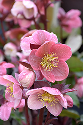 Pink Frost Hellebore (Helleborus 'COSEH 710') at Valley View Farms