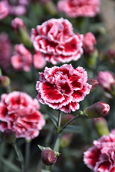 Scent First Sugar Plum Pinks (Dianthus 'WP IAN04') at Valley View Farms