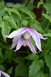 Willy Clematis (Clematis alpina 'Willy') at Valley View Farms