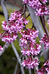 Lavender Twist Redbud (Cercis canadensis 'Covey') at Valley View Farms