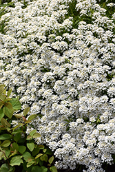 Candytuft (Iberis sempervirens) at Valley View Farms
