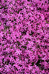 Red Wings Moss Phlox (Phlox subulata 'Red Wings') at Valley View Farms