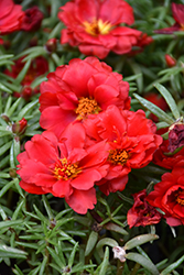Happy Hour Deep Red Portulaca (Portulaca grandiflora 'PAS752678') at Valley View Farms