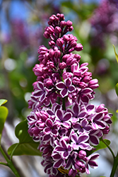 Sensation Lilac (Syringa vulgaris 'Sensation') at Valley View Farms