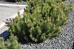 Dwarf Mugo Pine (Pinus mugo var. pumilio) at Valley View Farms