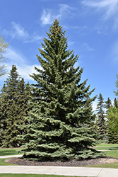 Blue Colorado Spruce (Picea pungens 'var. glauca') at Valley View Farms