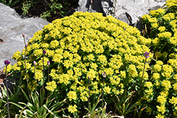 Cushion Spurge (Euphorbia polychroma) at Valley View Farms