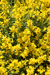 Bangle Dyers Greenwood (Genista lydia 'Select') at Valley View Farms