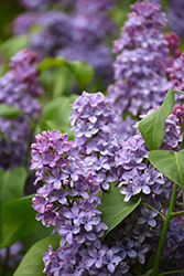 President Lincoln Lilac (Syringa vulgaris 'President Lincoln') at Valley View Farms