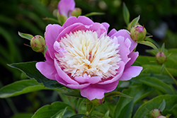 Bowl Of Beauty Peony (Paeonia 'Bowl Of Beauty') at Valley View Farms