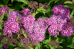 Anthony Waterer Spirea (Spiraea x bumalda 'Anthony Waterer') at Valley View Farms