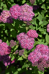 Double Play Artisan Spirea (Spiraea japonica 'Galen') at Valley View Farms