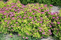 Double Play Gold Spirea (Spiraea japonica 'Yan') at Valley View Farms