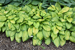Stained Glass Hosta (Hosta 'Stained Glass') at Valley View Farms