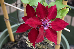 Boulevard Nubia Clematis (Clematis 'Evipo079') at Valley View Farms