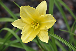 Happy Ever Appster Big Time Happy Daylily (Hemerocallis 'Big Time Happy') at Valley View Farms