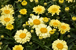 Realflor Real Sunbeam Shasta Daisy (Leucanthemum x superbum 'Real Sunbeam') at Valley View Farms
