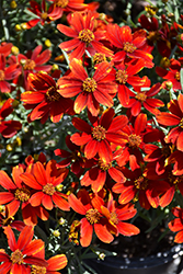 Ladybird Tickseed (Coreopsis 'Ladybird') at Valley View Farms