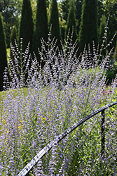 Longin Russian Sage (Perovskia atriplicifolia 'Longin') at Valley View Farms