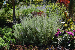 Filigran Russian Sage (Perovskia 'Filigran') at Valley View Farms