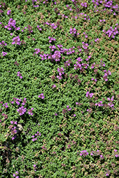 Creeping Thyme (Thymus serpyllum) at Valley View Farms