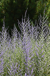 Filigran Russian Sage (Perovskia 'Filigran') at Valley View Farms