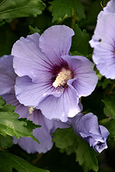 Blue Satin Rose of Sharon (Hibiscus syriacus 'Marina') at Valley View Farms