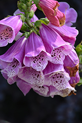 Excelsior Group Foxglove (Digitalis purpurea 'Excelsior Group') at Valley View Farms