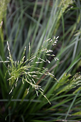 Golden Dew Tufted Hair Grass (Deschampsia cespitosa 'Goldtau') at Valley View Farms