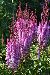 Superba Chinese Astilbe (Astilbe chinensis 'Superba') at Valley View Farms