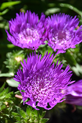 Honeysong Purple Aster (Stokesia laevis 'Honeysong Purple') at Valley View Farms