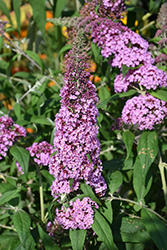 Windy Hill Butterfly Bush (Buddleia davidii 'Windy Hill') at Valley View Farms