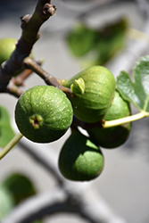 Chicago Hardy Fig (Ficus carica 'Chicago Hardy') at Valley View Farms