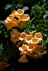 Yellow Trumpetvine (Campsis radicans 'Flava') at Valley View Farms