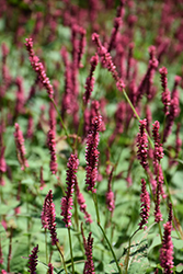 Fire Tail Fleeceflower (Persicaria amplexicaulis 'Fire Tail') at Valley View Farms