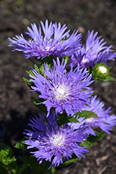 Blue Frills Aster (Stokesia laevis 'Blue Frills') at Valley View Farms