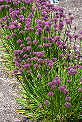 Windy City Ornamental Onion (Allium 'Windy City') at Valley View Farms