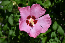 Aphrodite Rose of Sharon (Hibiscus syriacus 'Aphrodite') at Valley View Farms